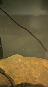 Largemouth Bass Eating a Crayfish in Slow Motion! | Floki, The Dwarf Caiman.