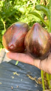 Tomate Rebel Starfighter Prime. Un Corazón de buey de sabor increíble que visualmente parece de fuera de este mundo!! #huertaorganica #tomatesincreibles #tomates #rebelstarfighterprimetomato #starwarstomato | Semilla Madre