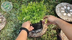 Cara tanam seledri dialat tanam otomatis | The plantskeeper