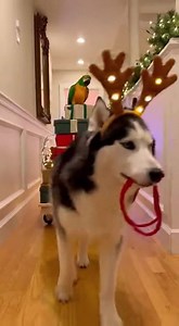Husky Reindeer Delivers Gifts Directly to Baby's Bed 🦌🐕 #DogReindeer #HolidaySpirit #Squad | QSaudi