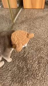 Voice of Cats audition, part 1 (bear🐻version) #cutecat #catlover #cat | Pets Life