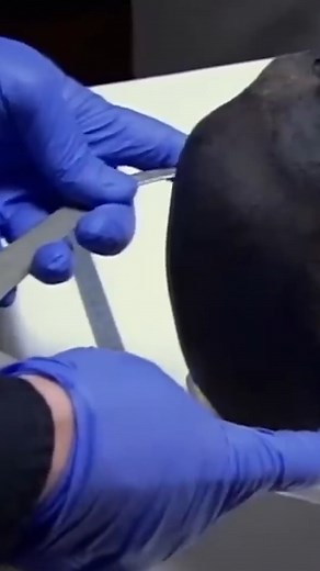 The moment when Joanne Fletcher discovered their unnamed mummy was related to Ramses II! | Odyssey - Ancient History