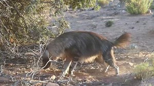 Digging for survival! Brown hyenas us their powerful sense of smell and sharp claws help them locate hidden meals underground, from rodents to insects. This behaviour allows them to uncover nutrient-rich food sources in even the harshest environments of the Little Karoo. However, in this situation, what was interesting was that it was burying its scat and then anal pasting around the area, as we followed it around. Sanbona Wildlife Reserve is the key to unlocking the Little Karoo. #untamed #unto