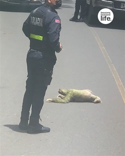 This sloth went on a little adventure and was safely escorted by the police 👮‍♀️🦥 | Lessons Learned In Life
