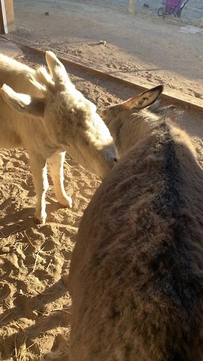 18 reactions · 4 comments | These two know the true meaning of “I’ll scratch your back if you scratch mine” #donkeyrescue #cutedonkeys #rescuedfriendsanimalsanctuary | Rescued Friends Animal Sanctuary | Facebook