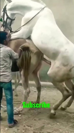 Horse Mating Donkey - Donkeys Breeding - Animals Mating Compilation 2024 #donkeymeeting #shorts.