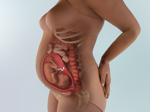 25 Weeks Pregnant: Symptoms, Belly Size & More