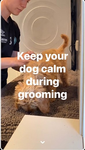 212K views · 869 reactions | How to keep your dog calm during grooming by @Vilja The Cockapoo. Follow for more tips! #doggrooming #doggroomingtips #doggroominglife #petgrooming #doggroomer #petgroomer | EliteTrim - Professional Pet Grooming Tools | Facebook