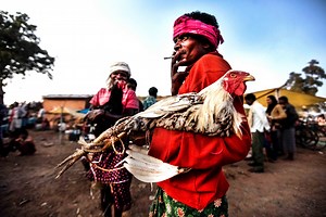 Potret Tradisi Kuno Sabung Ayam di Pasar Akhir Pekan India