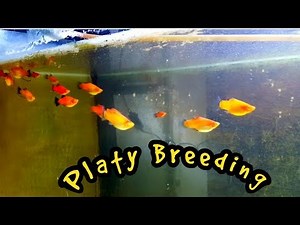 Platy Fish Breeding Easyly