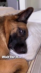 Wait 😄 | German Shepherd Overload