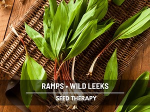 Wild Leek Seeds (ramps) – Heirloom Vegetable, Open Pollinated, Non-gmo, Rare Native Wild Edible | 10 Seeds - Etsy