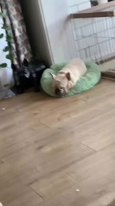 The sloppy king "Brutus" #frenchbulldog #bulldog #dog #pet #dogsoftiktok #petsoftiktok #funny #funnyvideos #xh | Frenchie World | Facebook