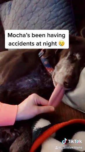 Cheap and easy dog bed for under $50! You can add a crib mattress protector, too! #pets #dogs #fyp