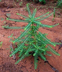 Phyllanthus niruri - Alchetron, The Free Social Encyclopedia