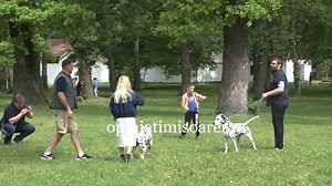 Cei mai frumosi caini au fost in weekend la Timisoara, la Muzeul Satului, unde au participat la concursuri si expozitii Detalii aici---> https://www.opiniatimisoarei.ro/cei-mai-frumosi-caini-sunt-la-timisoara-expozitii-concursuri-canine-si-targ-de-adoptii-la-muzeul-satului-foto-si-video/07/05/2022 | Opinia Timisoarei