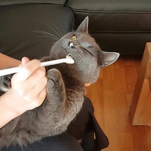 430 reactions · 40 shares | Med Virbacs specialutvecklade tandvårdsprodukter för katter kan du ge ditt husdjur friska tänder - och god munhälsa. Köp våra tandvårdsprodukter för katter här! | Virbac | Facebook