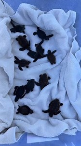 A crew from USCG Marathon Station escorted Turtle Hospital staff to release 30 sea turtle hatchlings over 20 miles offshore of the Florida Keys to lush beds of sargassum weed in the Gulf Stream today! Swim free@little ones! #rescuerehabrelease #connectandprotect #compassioniscontagious #seaturtleconservation #seaturtle #seaturtlelove #ittakesavillage #grateful @uscgsoutheast | The Turtle Hospital