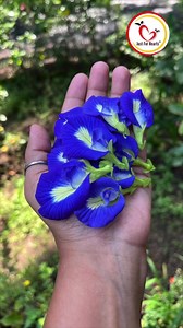 Aparajita Tea (Kadha) Benefits | Dr. Kirti | #shortsvideo #ayurveda #doctor | Just for Hearts