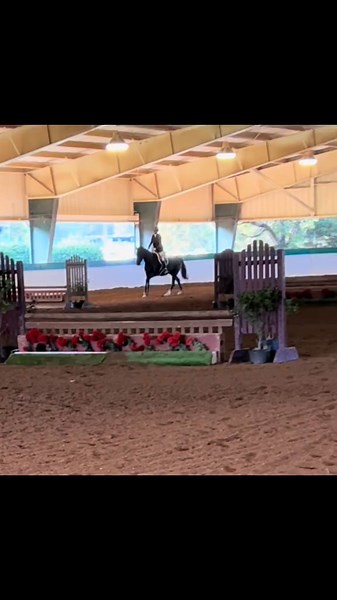Honor cleaned up at our first show together! 👑 #mares #horsegirlsdoitbetter #yee #haw #horses