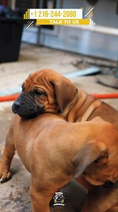 Puppy play fights help develop bite inhibition, social skills, and physical coordination, teaching them how to control their strength and interact appropriately with others💪🏾🎯. These playful scuffles also build confidence, establish hierarchy, and provide an outlet for excess energy, preventing boredom and unwanted behaviors. 💯🤎 #monday #mondaymood #mondaymotivation #mondaymantra #happymonday #feature #mastiff #dogs #boerboel #boerboelsofinstagram #southafricanboerboel #boerboels #boerboelp