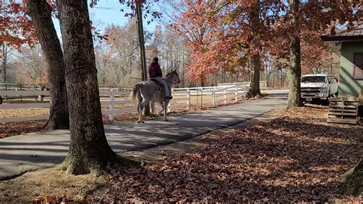 A Step Above Stables on Reels