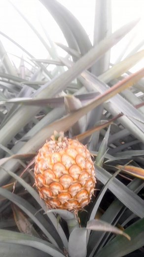 खेत पक चुके है । #pinapplejuice #videoviralシ #viralvideochallenge #viralreelschallenge #viralphotochallenge #viralvideoシfyp #vediotrending vedi | Monika Kujur