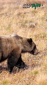 14K views · 418 reactions | Why do grizzly bears sometimes stand on two legs—is it aggression or curiosity? why grizzly bears stand up, grizzly bear behavior, bear standing on two legs, grizzly bear facts, bear body language, wildlife behavior, apex predator behavior, bear curiosity #GrizzlyBear #BearBehavior #WildlifeFacts #NatureExplained #fblifestyle | WildByte | Facebook