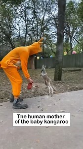 surrogate mother kangaroo | Perfect Movie | Facebook