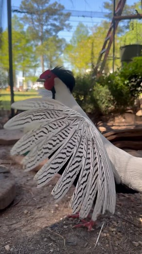 We have lots of birds that do all types of displays but there’s something special about the Silver Pheasants that will display on command ❤️🤍🖤 they love an audience! #sterlingsilver #silverpheasant #pheasantsofinstagram #hotoffthenest #Lophuranycthemera | Hot Off The Nest