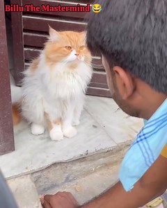 2.2K views · 47 reactions | Billu Master Mind 藍 Funny Videos  #viralcat #memes #funnycat #funnyanimals #instagram #viral #funny #catlover #catcomedy #viralreels #funnyanimal #funnyanimalvideos #comedyvideos | BA BU | Facebook