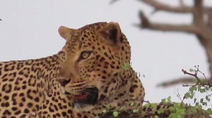 22K views · 428 reactions | Beautiful big male leopard relaxed on the tree, scanning the horizon of the African Bush Kingdom, KNP  #AfricanBushKingdom | African Bush Kingdom | Facebook