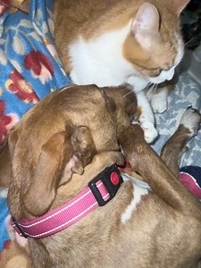 3K views · 27 reactions | Two by Two Animal Rescue on Reels | Facebook