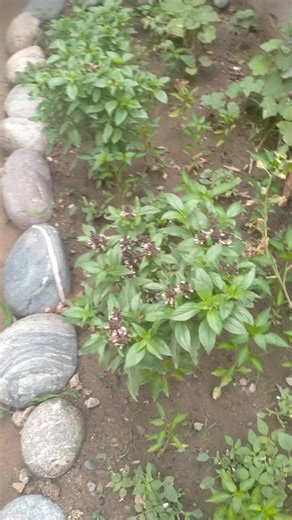 Ocimum basilicum #botany #biology #biodiversity | The Flora of Makhai Valley Dir Lower KP Pakistan | Facebook