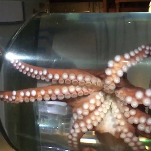144 reactions · 24 shares | Our new female giant Pacific #octopus Luci enjoys exploring the long cylinder. #SeattleAquarium | Seattle Aquarium | Facebook