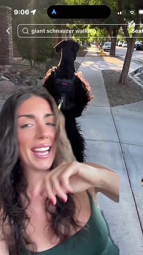 these are SO funny 😂🤣 @thefionawalks | fiona giant schnauzer walking