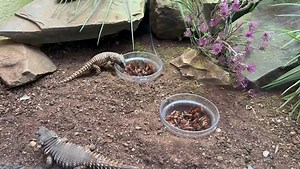 Armadillo Girdled Lizard 🦎 | National Zoological Garden