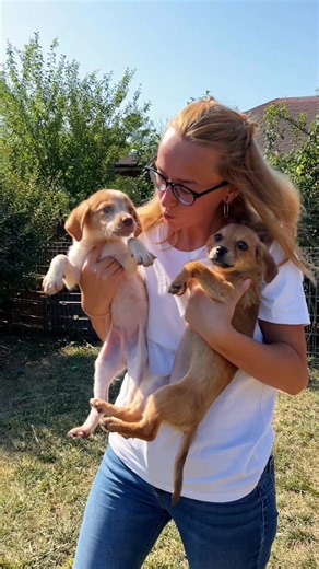 🐶 Campania Doggy Pool Party aduce un nou sponsor pentru adoptatorii ASPA! 🏊 Dog Scouts Aqua Park oferă intrare gratuită la piscină pentru cățeii adoptați de la ASPA și 15% reducere la o tabără de socializare sau dresaj, organizată la Hurez. 🐕 Piscina Dog Scouts Aqua Park găzduiește petreceri și sesiuni tematice, cu hrană delicioasă pentru căței, jucării și mult spațiu pentru alergat și socializare. Adoptă un cățel de la ASPA și vino la bălăceală! #ASPA #AdoptEU #DogScoutsAquaPark | ASPA Bucur