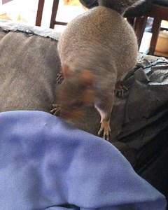 “Yea I’m saving it Mommy...” 🍅🤦🏼‍♀️ #donotputthattomatointhecouch #worsthiderever #icantgetitout #seriously #itsgoneforever #intothegreatdepthsofthecouch #gross #whythumb #mommyandthumb . . . #easterngreysquirrel #easterngraysquirrel #squirrelbaby #squirrellove #squirrelwhisperer #squirrelsofinstagram #squirrel #wildliferehabilitation #wildliferehabber #wildliferescue #wildlife #nature #furbaby #squirrelsquad #animal #babyanimals #petsofinstagram #cuteanimals #petsofig #littlethumbelinagirl #