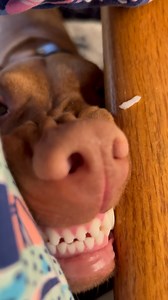 34K views · 1.7K reactions | Num num num num num num num- 劉 . . . . . . . . . #breakfastofchampions #vizslaoftheday #vizslalove #vizslaworld #puppylove #vizslalovers #weratedogs #weratedogs #vizslagram #vizslacommunity #giveaway #chickenandwaffles #puppiesofinstagram #melm #mlem #happybirthday #vizslaofinstagram #vizslalife #vizslasofinstagram @vizsladdict | Chicken and Waffles Co. | Facebook