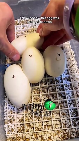 The complete Upside down egg clutch!