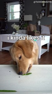 716K views · 8.1K reactions | No one does taste tests better than this dog!  Credit: Tucker Budzyn | VT | Facebook