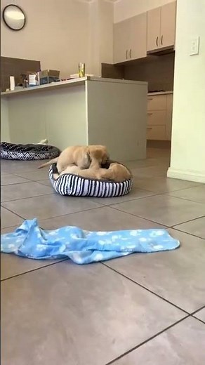 Puppies Playfully Wrestle Each Other Over Brush - 1343279