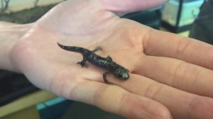 File:Marbled Salamander on hand video.webm - Wikimedia Commons