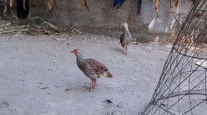 Grey partridge couple with baby chick #baby #titar #bird #new #sound | FATEH JANG TV