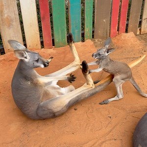 Baby kangaroos learning to socialize is way too cute! 😂🥰 | San Antonio Zoo