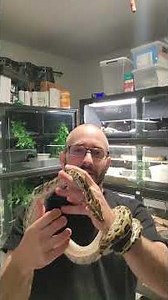 3 year Old Pure Drawf Burmese Python.