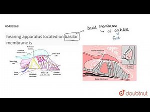 hearing apparatus located on basilar membrane is