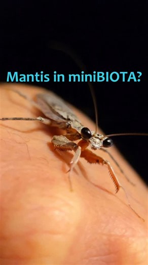 miniBiota on Instagram: "Praying mantises are incredible hunters. I even found one of the cutest species I’ve ever seen, the grizzled mantis. As much as I’d love to add one into miniBIOTA, mantises have huge appetites and even a single one could tip the balance too far. For now, the predator population in this system is already full. I did bring in a large green mantis for a short time, just to observe it and learn more about this fascinating insect before releasing it again. In the end, there’s