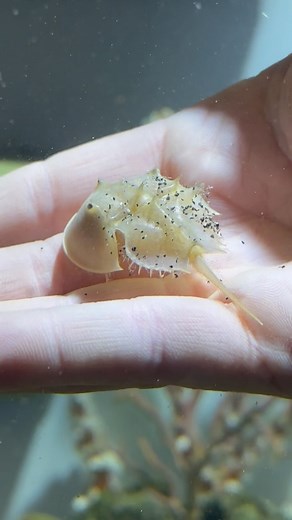 31 reactions | Limulus polyphemus È un artropode chelicerato...